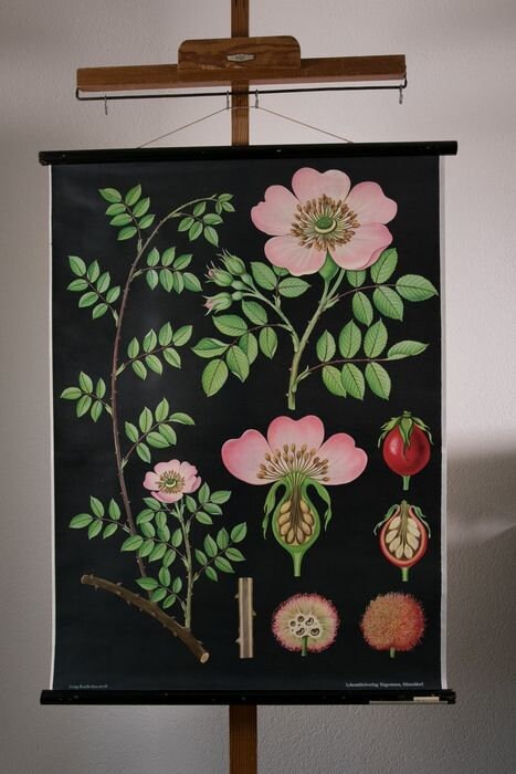 Vintage Hip Rose Botanical Poster: 1960s Linen School Chart