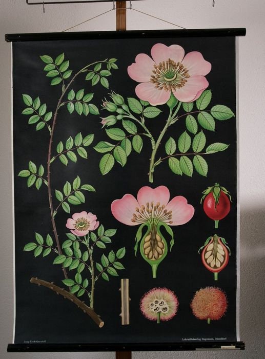 Vintage Hip Rose Botanical Poster: 1960s Linen School Chart
