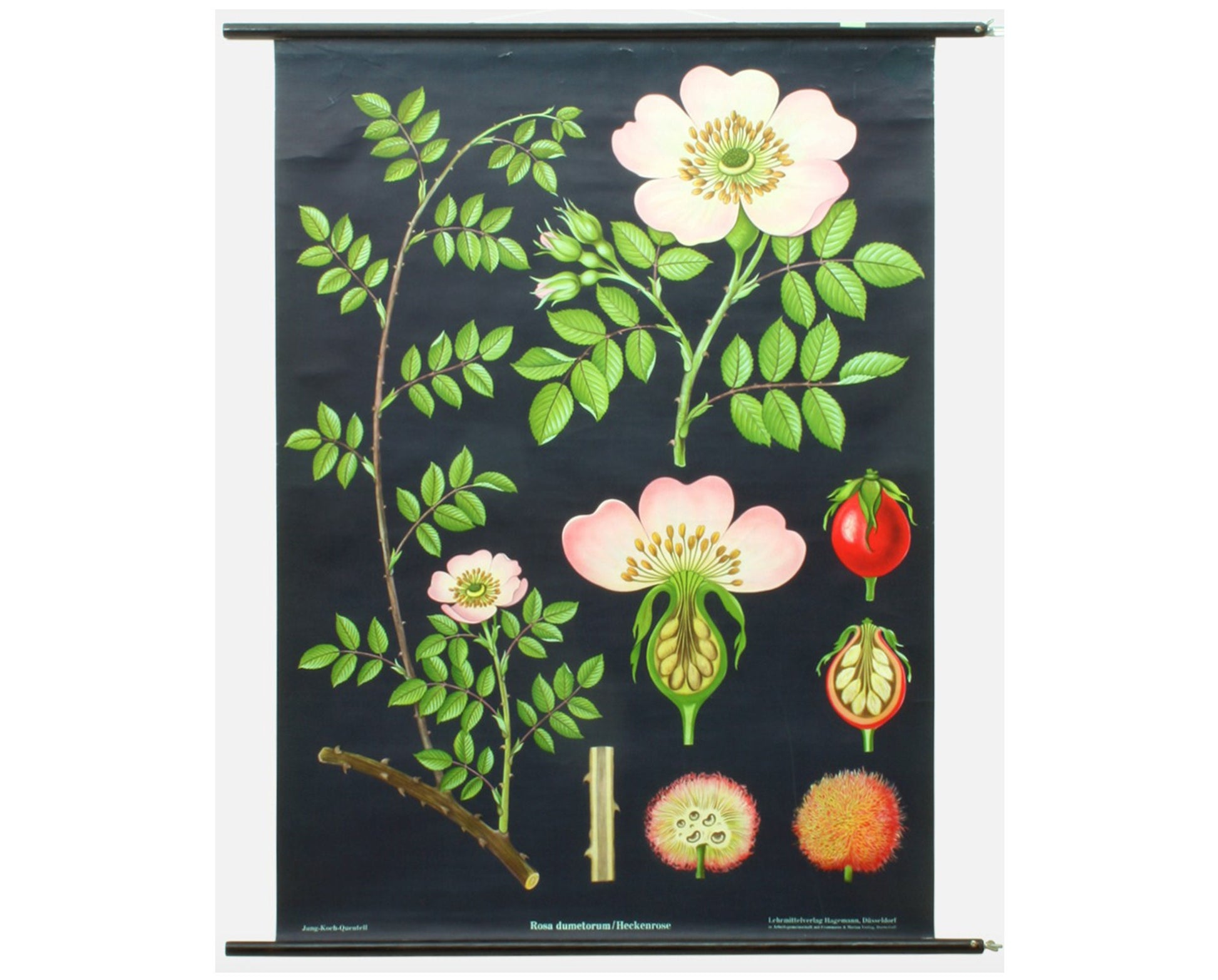 Vintage Hip Rose Botanical Poster: 1960s Linen School Chart