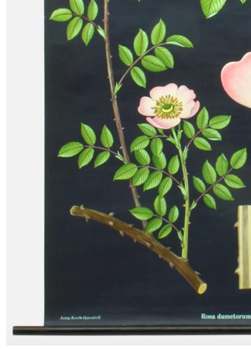 Vintage Hip Rose Botanical Poster: 1960s Linen School Chart