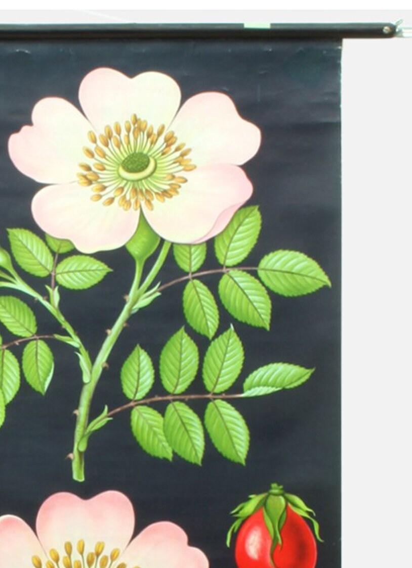 Vintage Hip Rose Botanical Poster: 1960s Linen School Chart