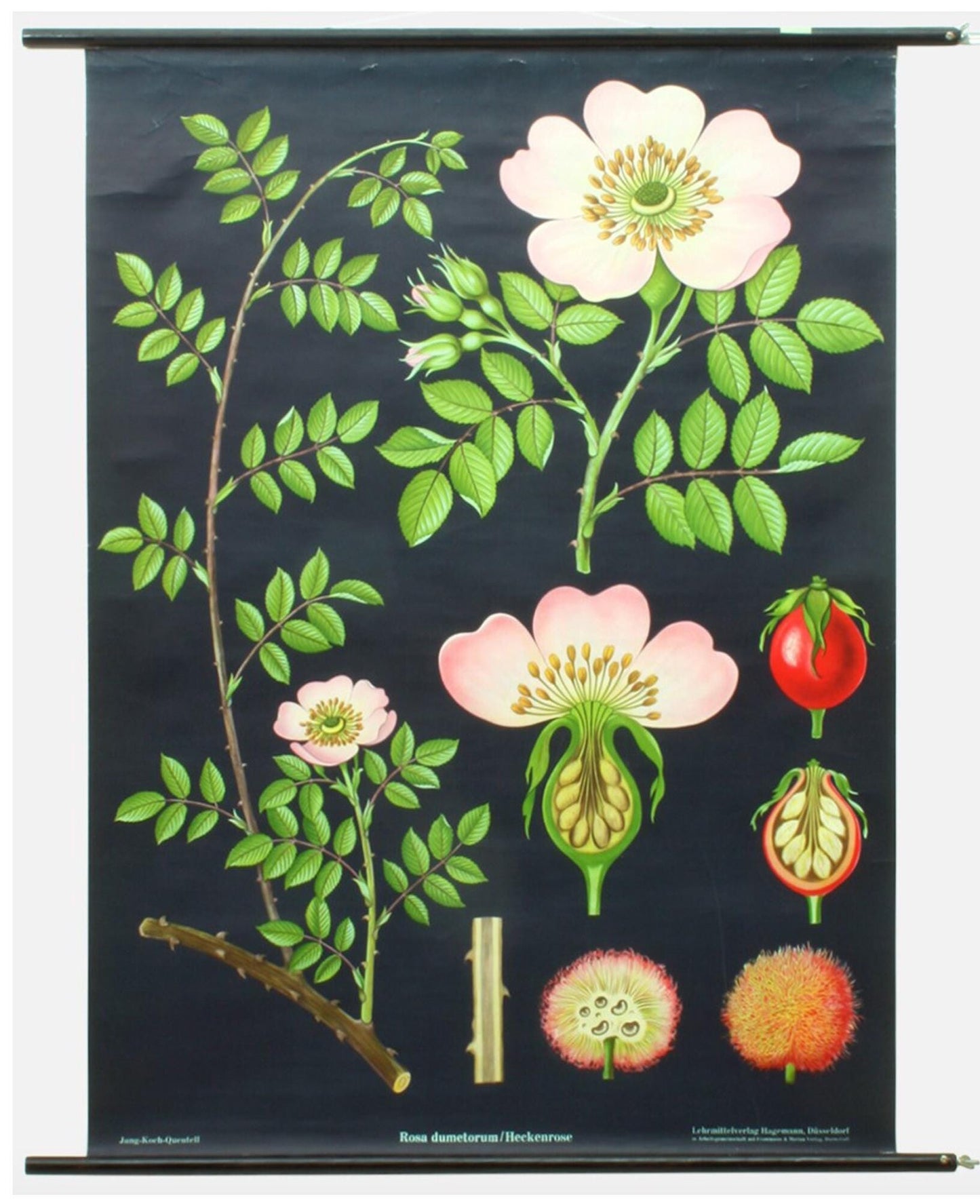 Vintage Hip Rose Botanical Poster: 1960s Linen School Chart