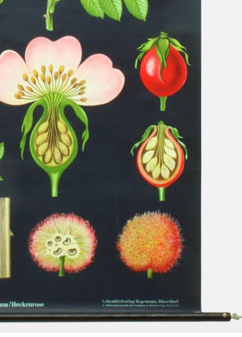 Vintage Hip Rose Botanical Poster: 1960s Linen School Chart