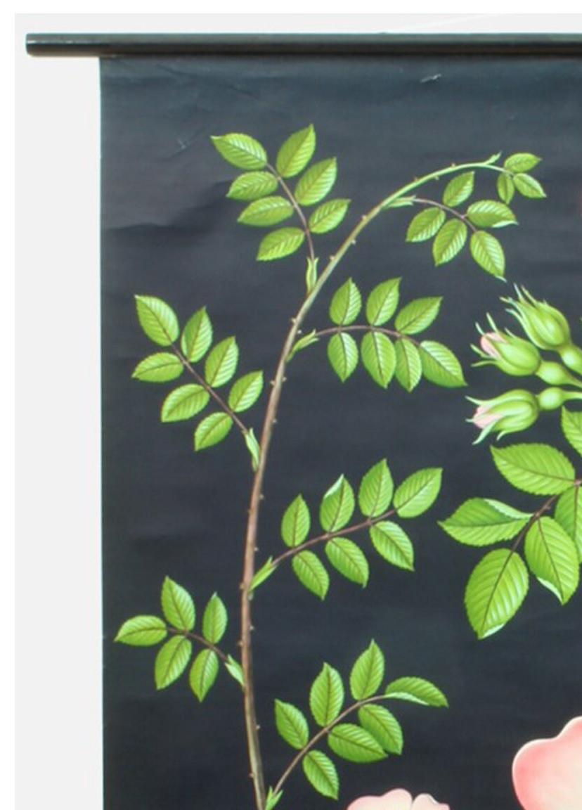 Vintage Hip Rose Botanical Poster: 1960s Linen School Chart